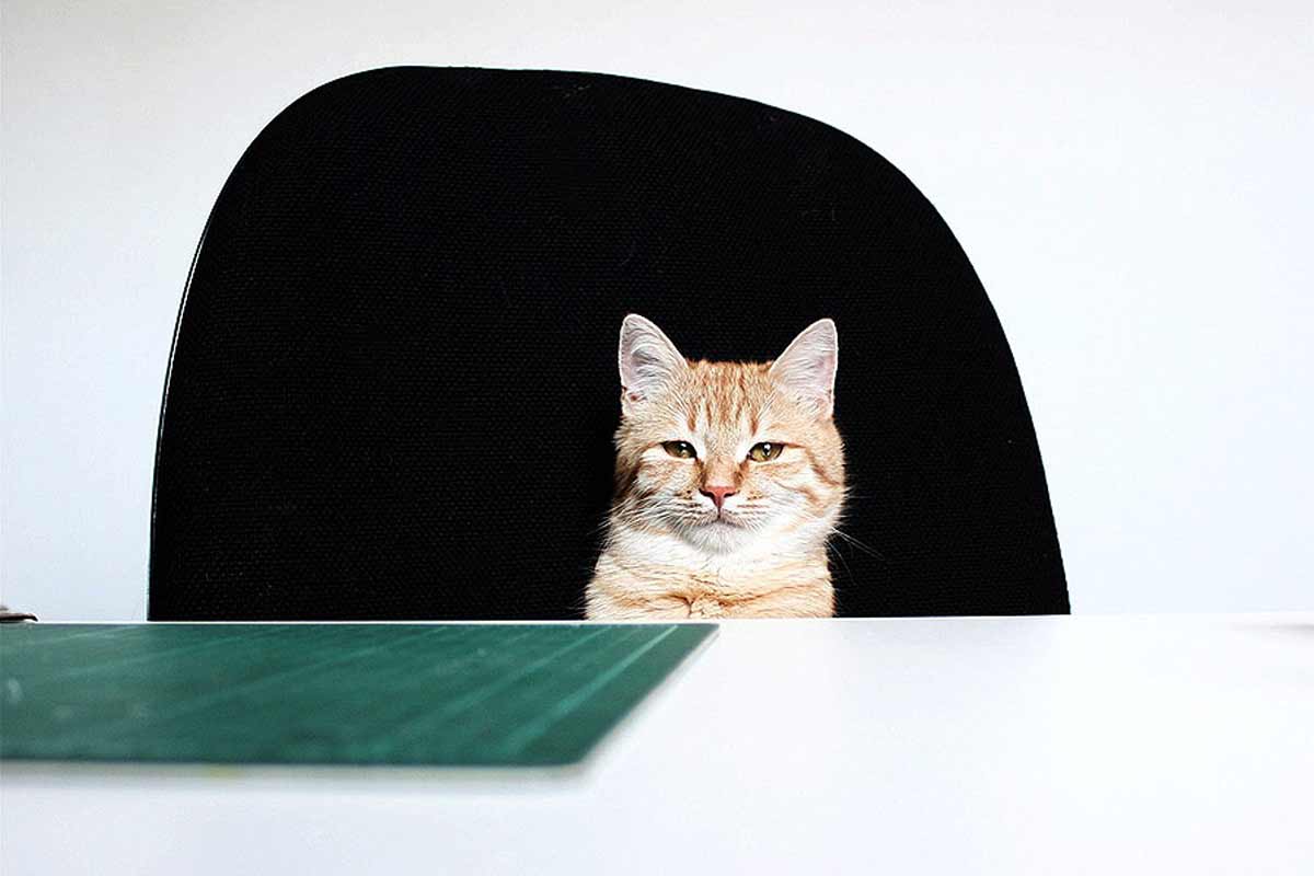 Eine Katze sitzt hinter einem Schreibtisch auf dem „Chefsessel“ und schaut direkt in die Kamera Eine Katze sitzt hinter einem Schreibtisch auf dem „Chefsessel“ und schaut direkt in die Kamera