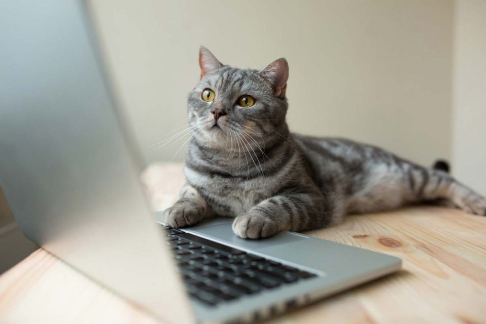 Eine Katze legt ihre Pfoten auf die Tastatur eines Laptops und schaut auf den Display.