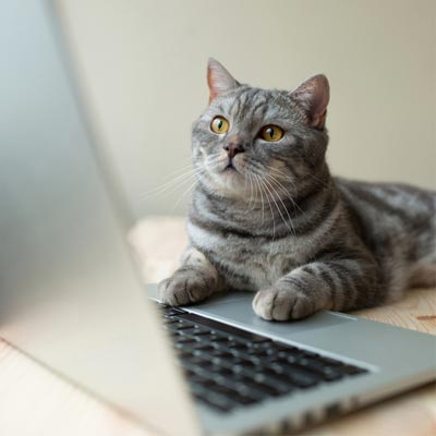 Eine Katze liegt vor einem Notebook und betrachtet den Bildschirm.