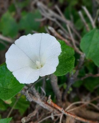 Eine weißen Blüte mit Tautropfen